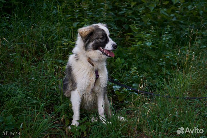 Этот лучик нежности проживает жизнь в приюте
