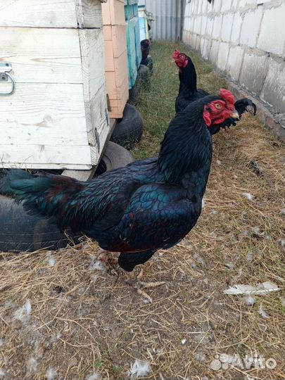 Фазановый корниш петушки