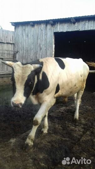 Бык 1,5 года,упитанный