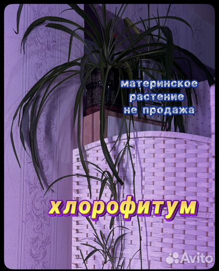 Хлорофитум