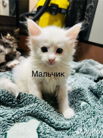 Котята мейн-кун