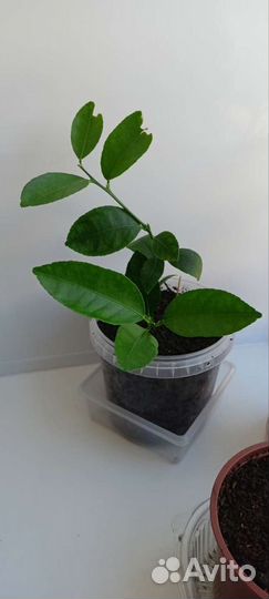 Лимоны плодоносящие