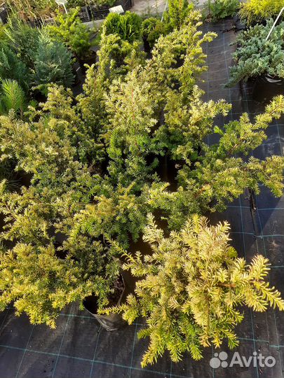 Саженцы Тисса ягодного Элеганиссима