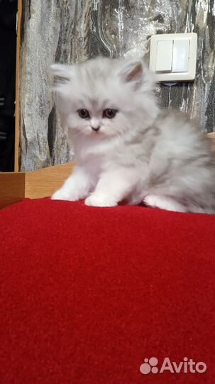 Шотланский котенок