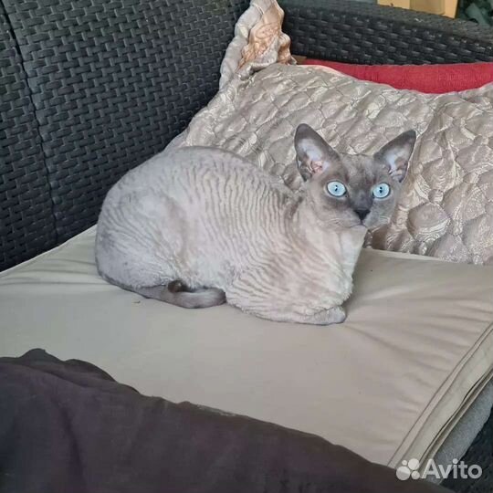 Котята девон-рекс