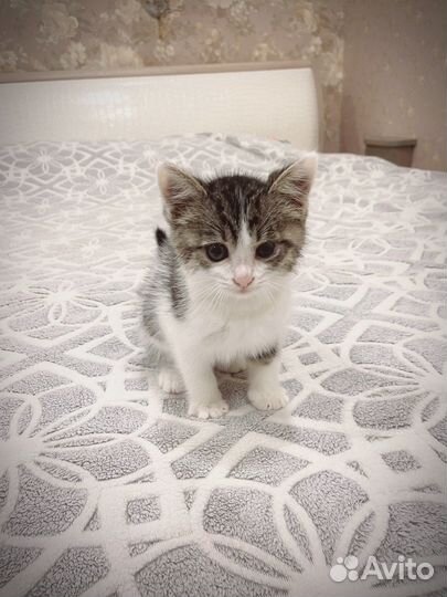 Котенок