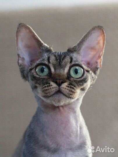 Зеленоглазая Ириша Девон-рекс в любимцы