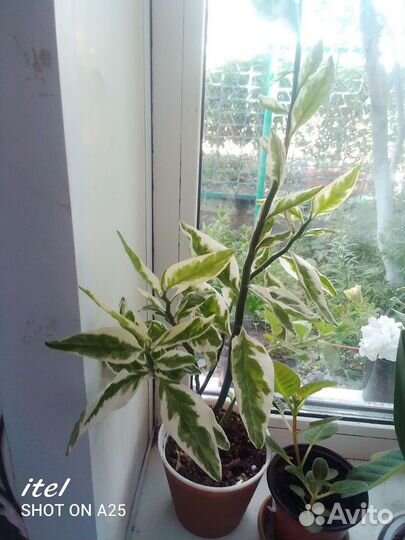 Комнатные цветы