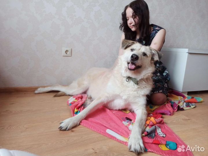 Собака в добрые руки