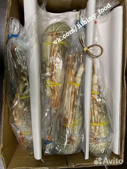 Лангуст Королевский (свежемороженный)