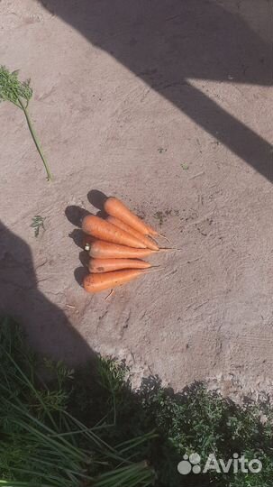 Морковь оптом