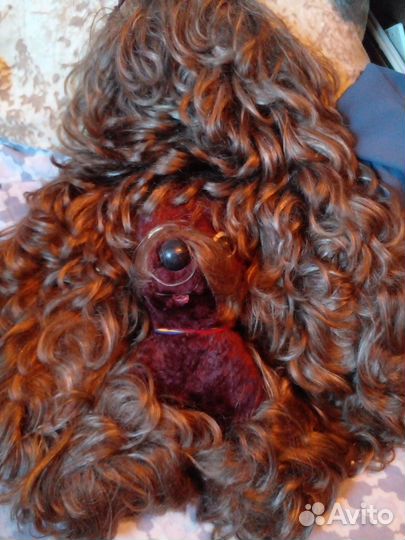 Настенная собака СССР