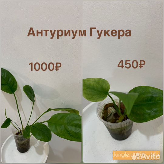 Антуриум гукера