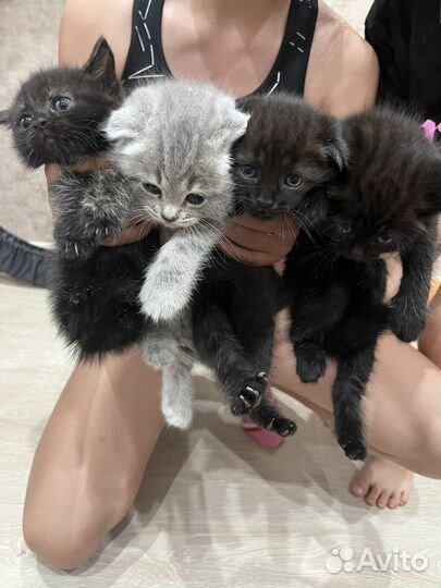 Британские котята