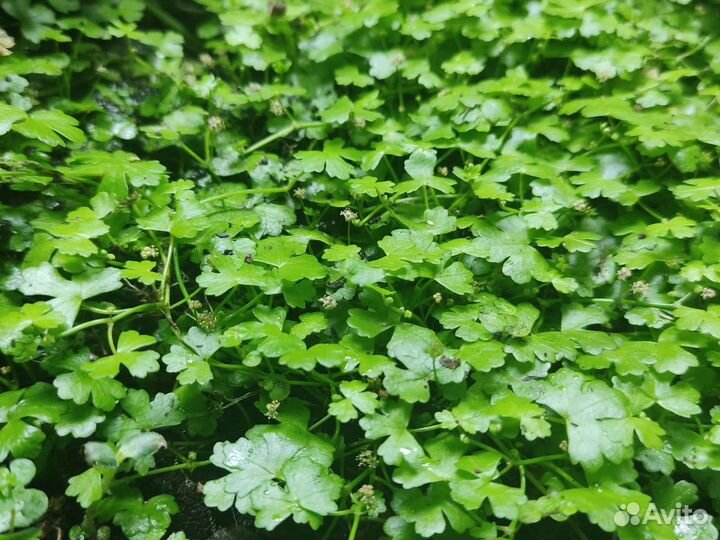 Гидрокотила Трипартита, Вербейник монетчатый