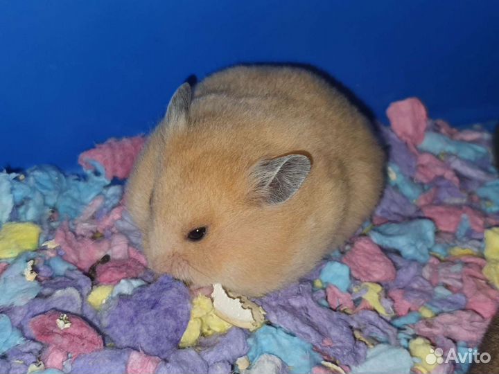 Сирийские пятнистые хомячки