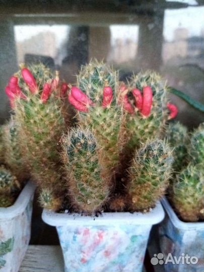 Кактусы и суккуленты