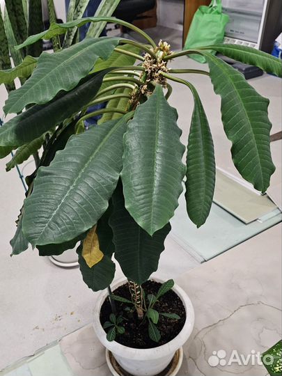 Молочай цветок