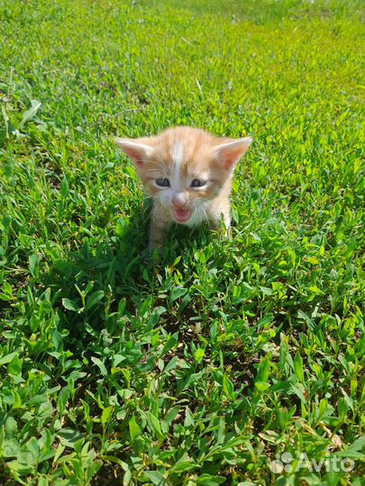 Котята 03.05.2023 рождены. В хорошие руки отдам