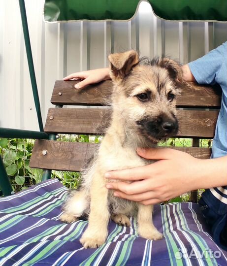 Маленькая собачка в добрые ручки