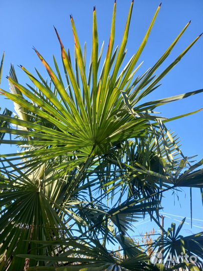 Листья Финиковых Пальм для Праздников