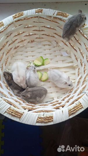 Джунгарские хомячки (клетки, корм)