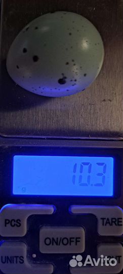 Инкубационое яйцо