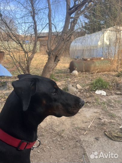 Отдам в добрые руки