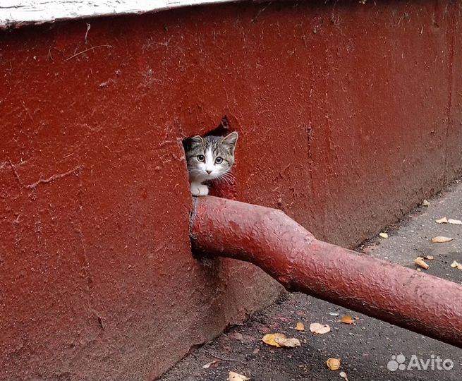 Котенок выживает в подвале