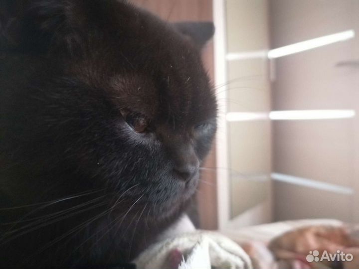 Вязка (британский кот)