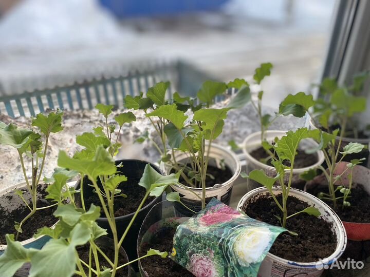 Декоративная капуста