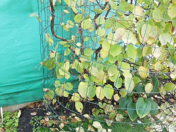 Дерен пестролистный 3 года