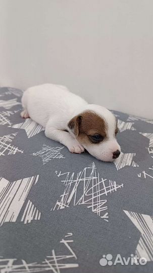 Щенки Рассел Парсон