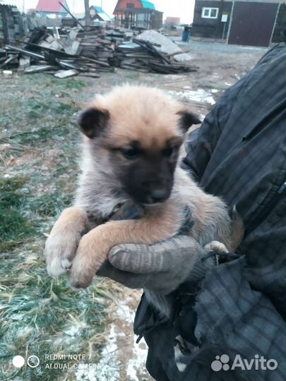 Собака в добрые руки отдам бесплатно щенки