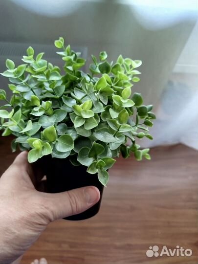 Искусственные цветы IKEA фейка