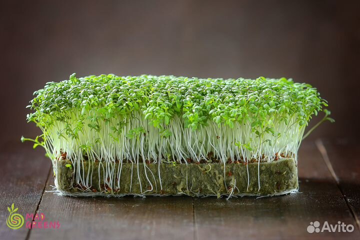 Микрозелень Кресс-Салат