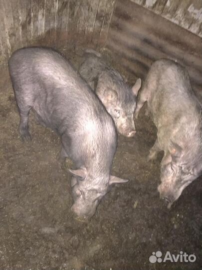 Кабанчик вьетнамский