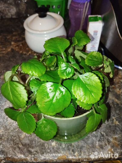 Плектрантус, пеперомия туполистная