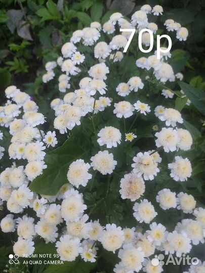 Многолетники