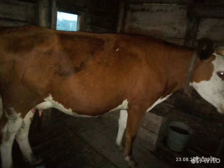 Корова дойная