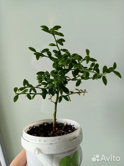 Микроцитрус австролазика Россо