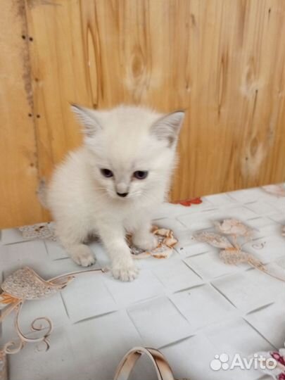 Отдам котят в добрые руки
