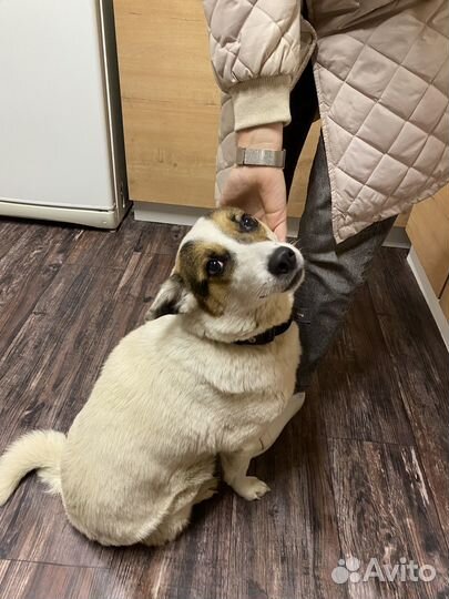 Собака девочка (в добрые руки)