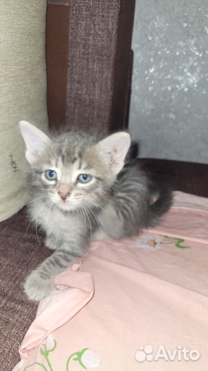 Котята в дар мальчик и девочка