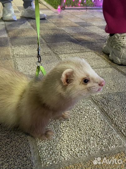 Хорек вязка