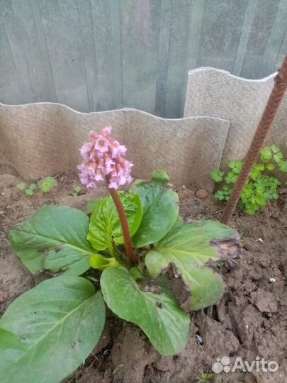 Хоста,астильба,спирея,дицентра,бодан