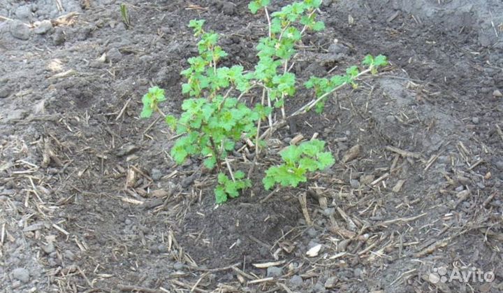 Саженцы крыжовника Орленок