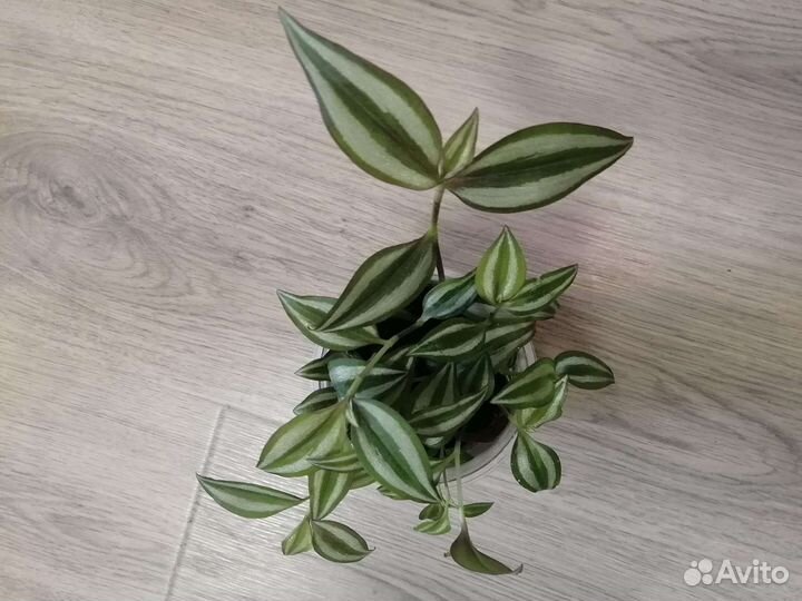 Традесканция Зебрина