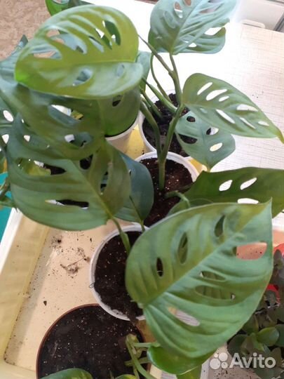 Monstera obliqua, монстера косая