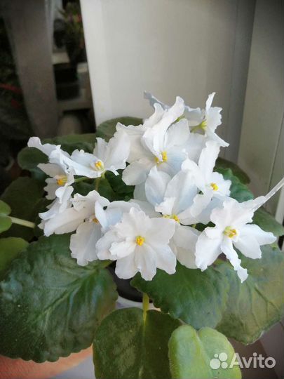 Фиалки в горшках